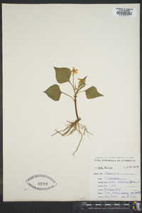 Viola pubescens var. pubescens image