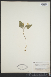 Viola hastata image
