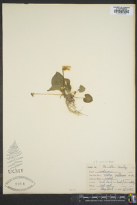 Viola macloskeyi image