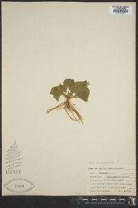 Viola pensylvanica image