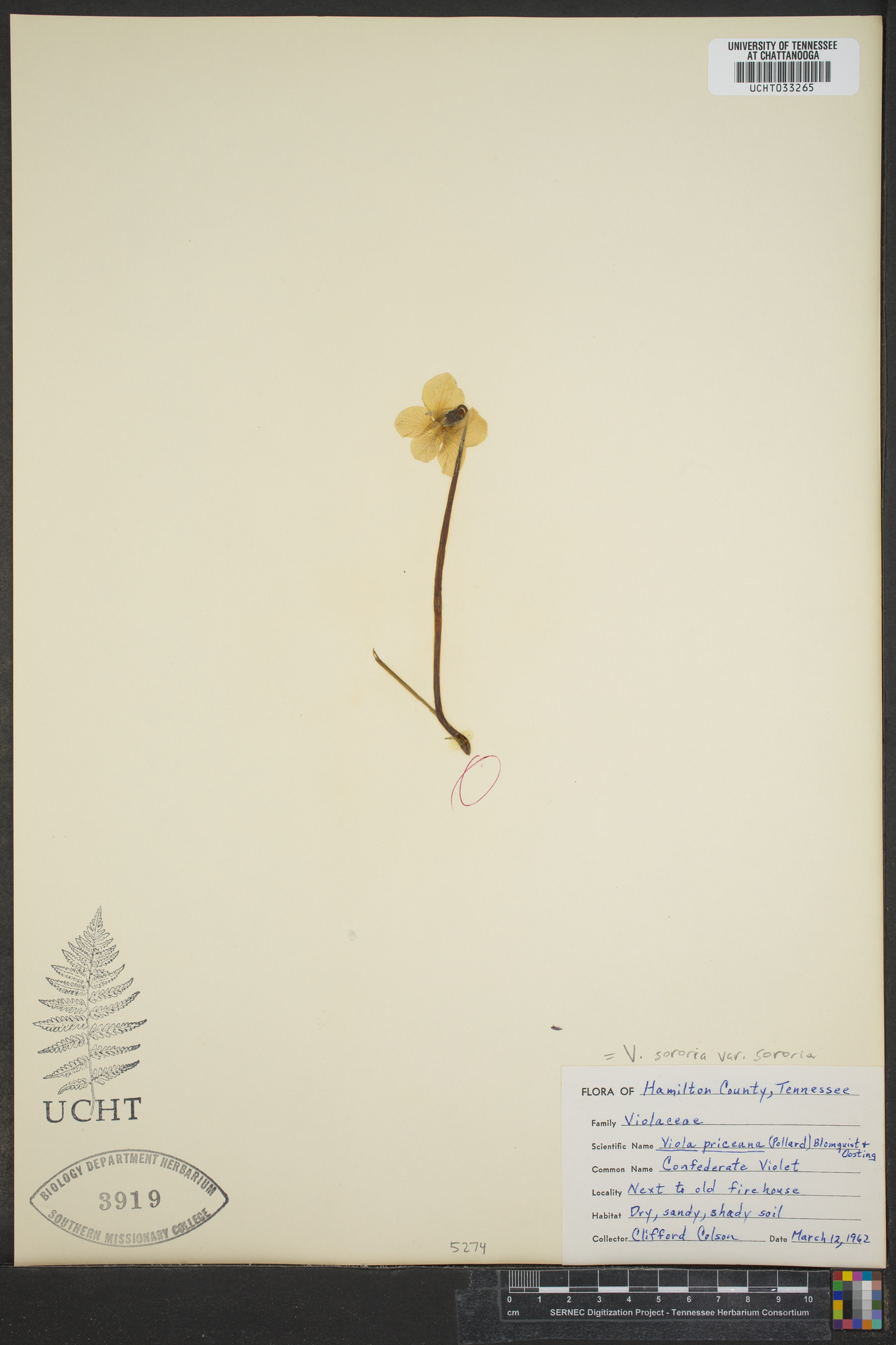 Viola sororia var. sororia image