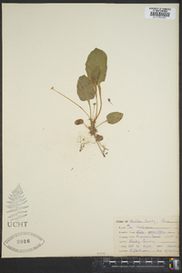 Viola primulifolia image