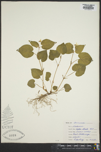 Viola striata image