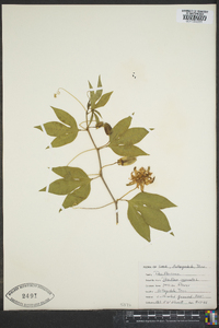 Passiflora incarnata image