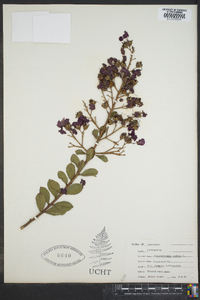 Lagerstroemia indica image