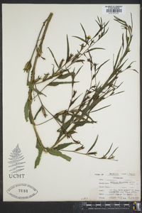 Ludwigia decurrens image