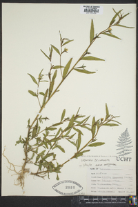 Ludwigia decurrens image