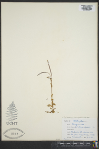 Epilobium anagallidifolium image