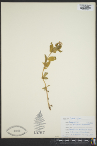 Epilobium hornemannii image