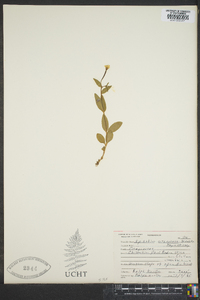 Epilobium oregonense image