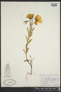 Oenothera nuttallii image