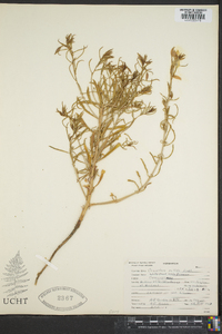 Oenothera pallida image