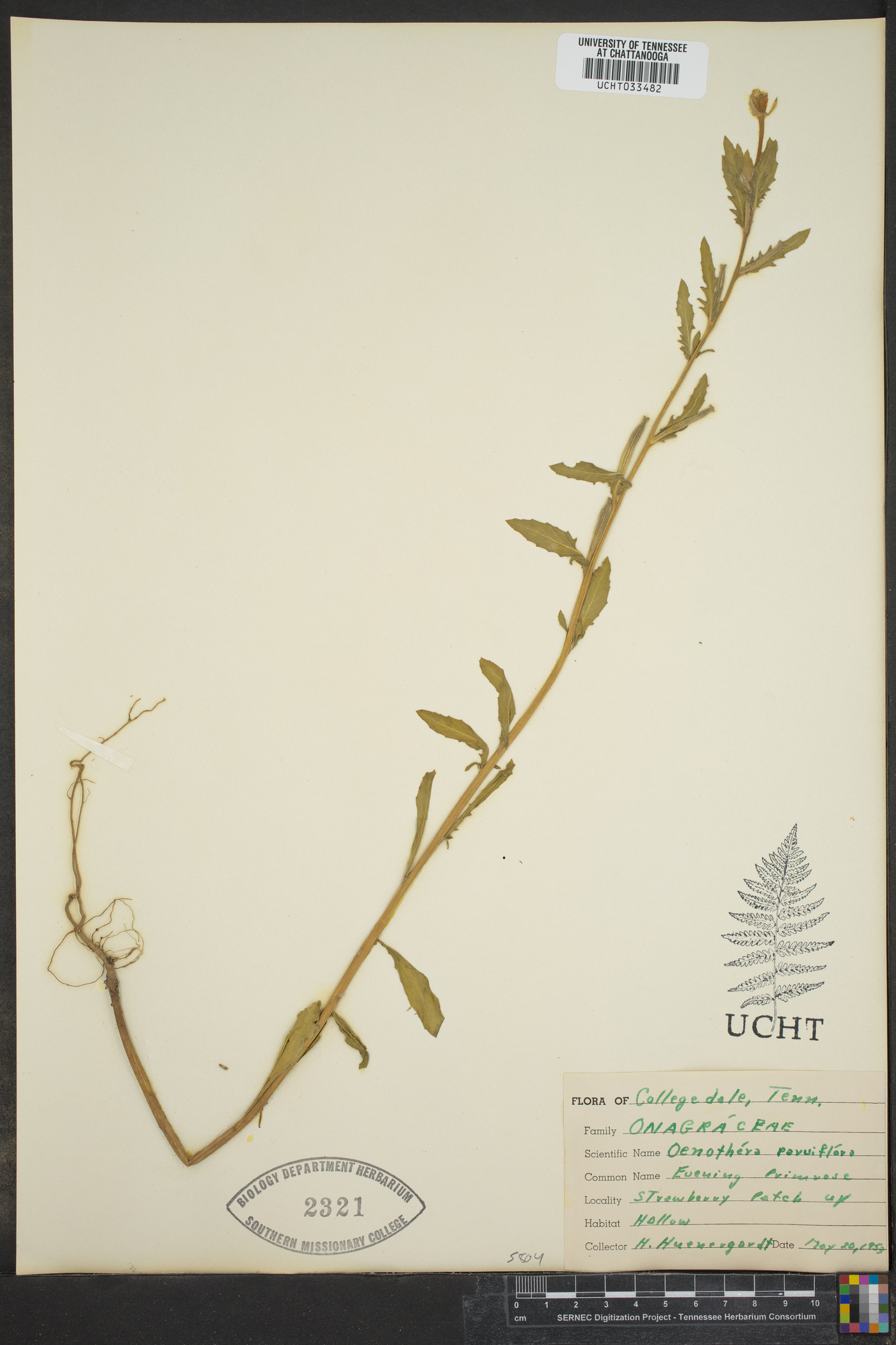 Oenothera parviflora image