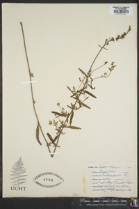 Oenothera perennis image