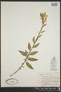 Oenothera fruticosa subsp. glauca image