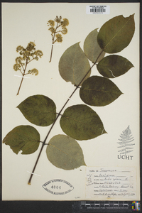 Aralia spinosa image