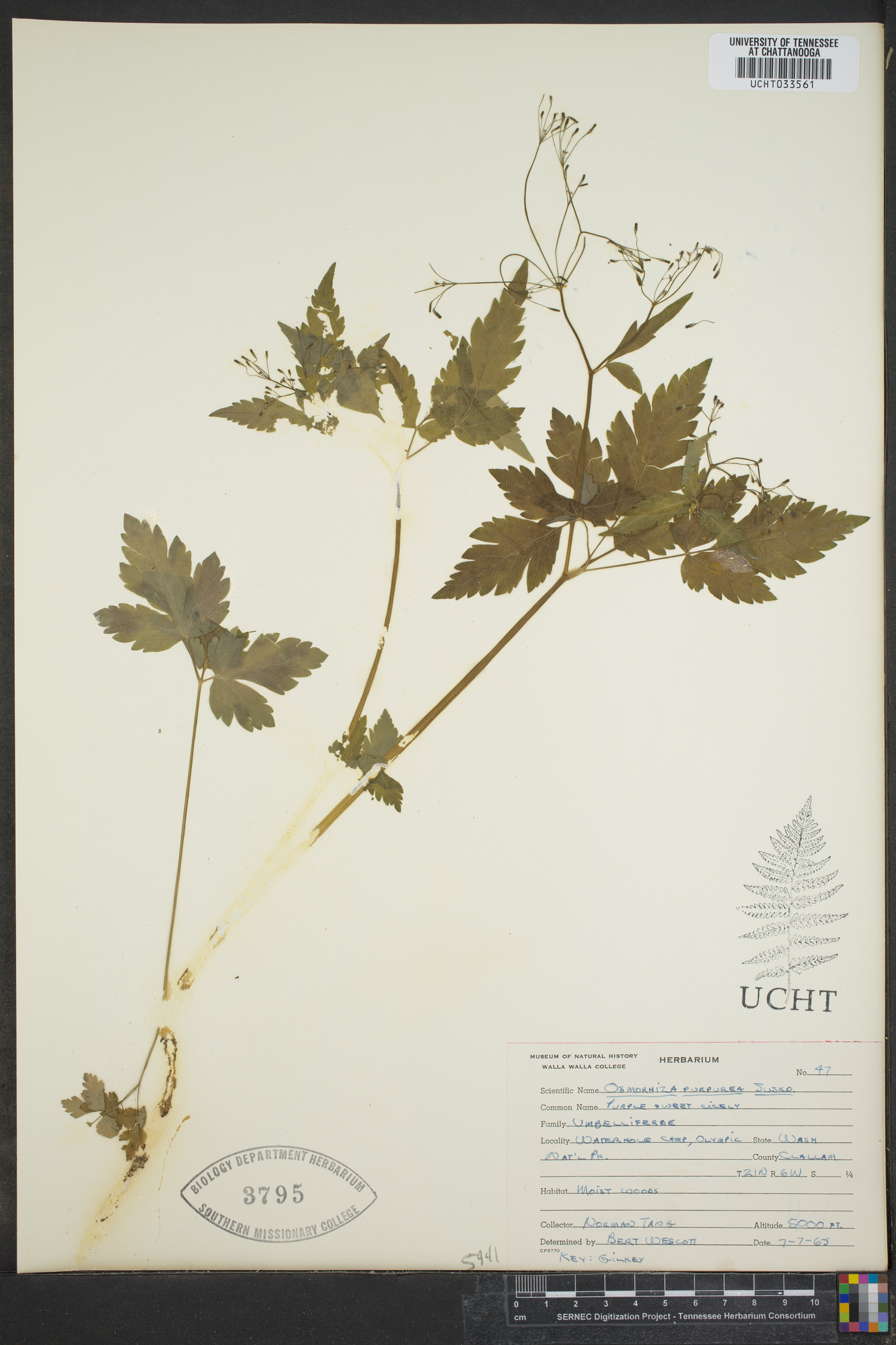 Osmorhiza purpurea image
