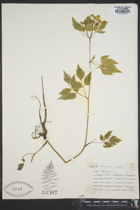 Zizia trifoliata image