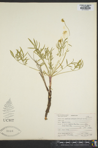 Lomatium ambiguum image