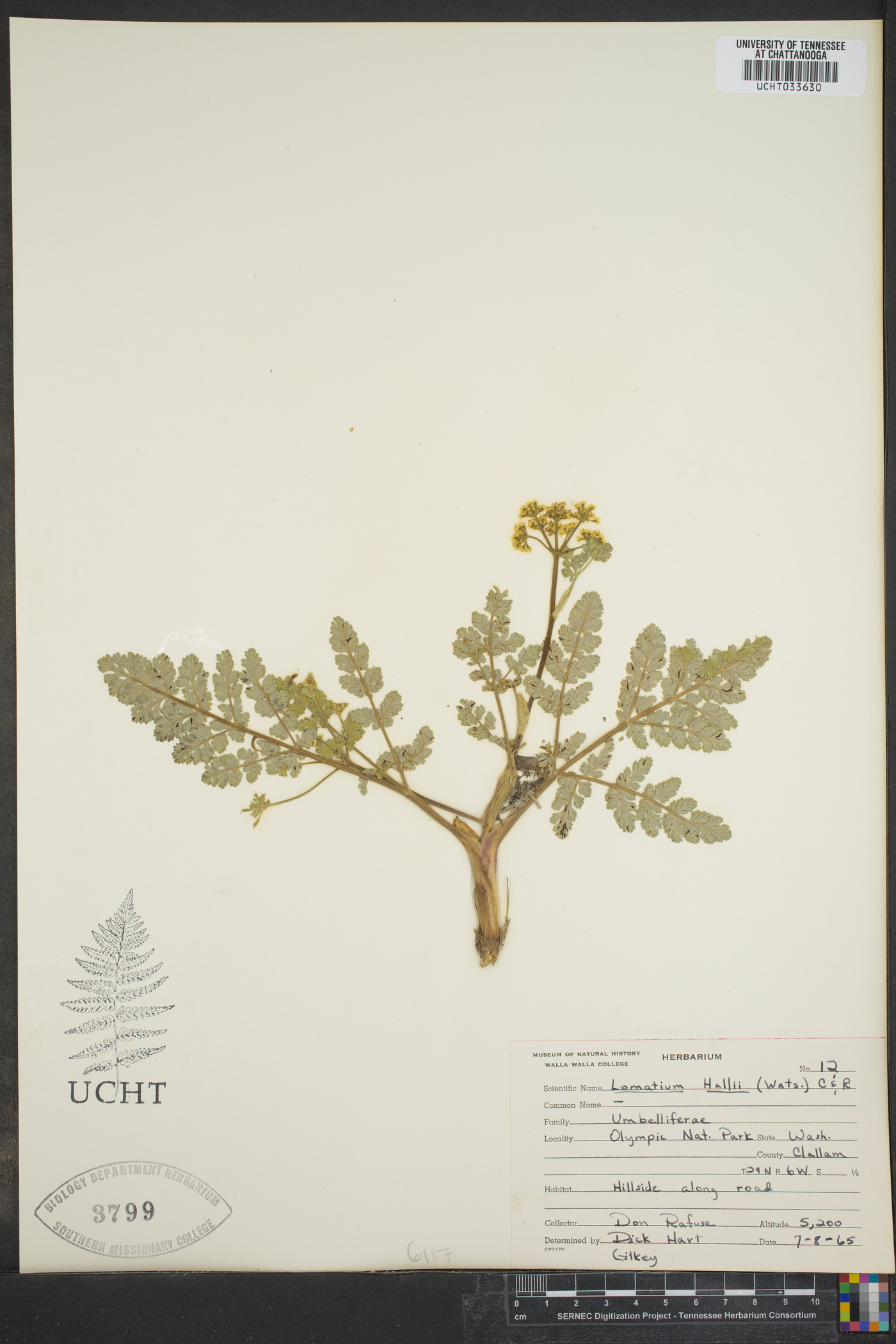 Lomatium hallii image