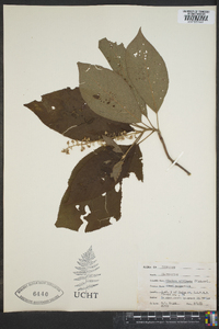 Clethra acuminata image