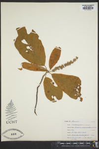 Clethra acuminata image