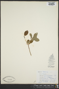 Rhododendron menziesii image