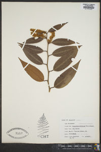 Leucothoe editorum image