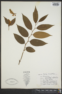 Leucothoe editorum image