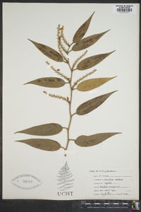 Leucothoe editorum image