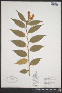 Leucothoe editorum image