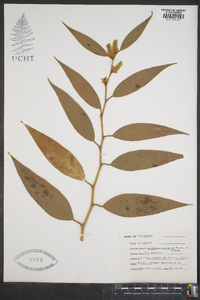 Leucothoe editorum image