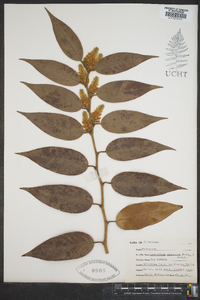 Leucothoe editorum image