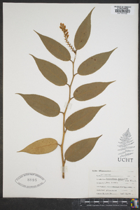 Leucothoe editorum image