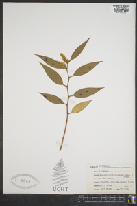 Leucothoe editorum image