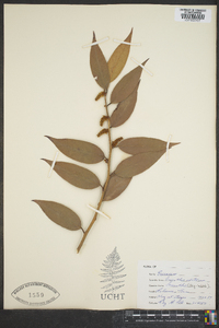 Leucothoe editorum image