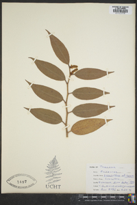 Leucothoe editorum image