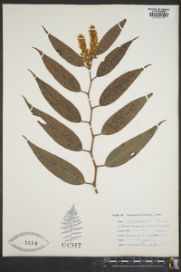 Leucothoe editorum image