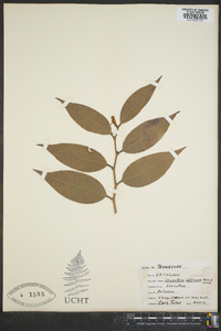 Leucothoe editorum image