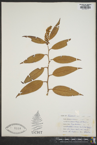 Leucothoe editorum image