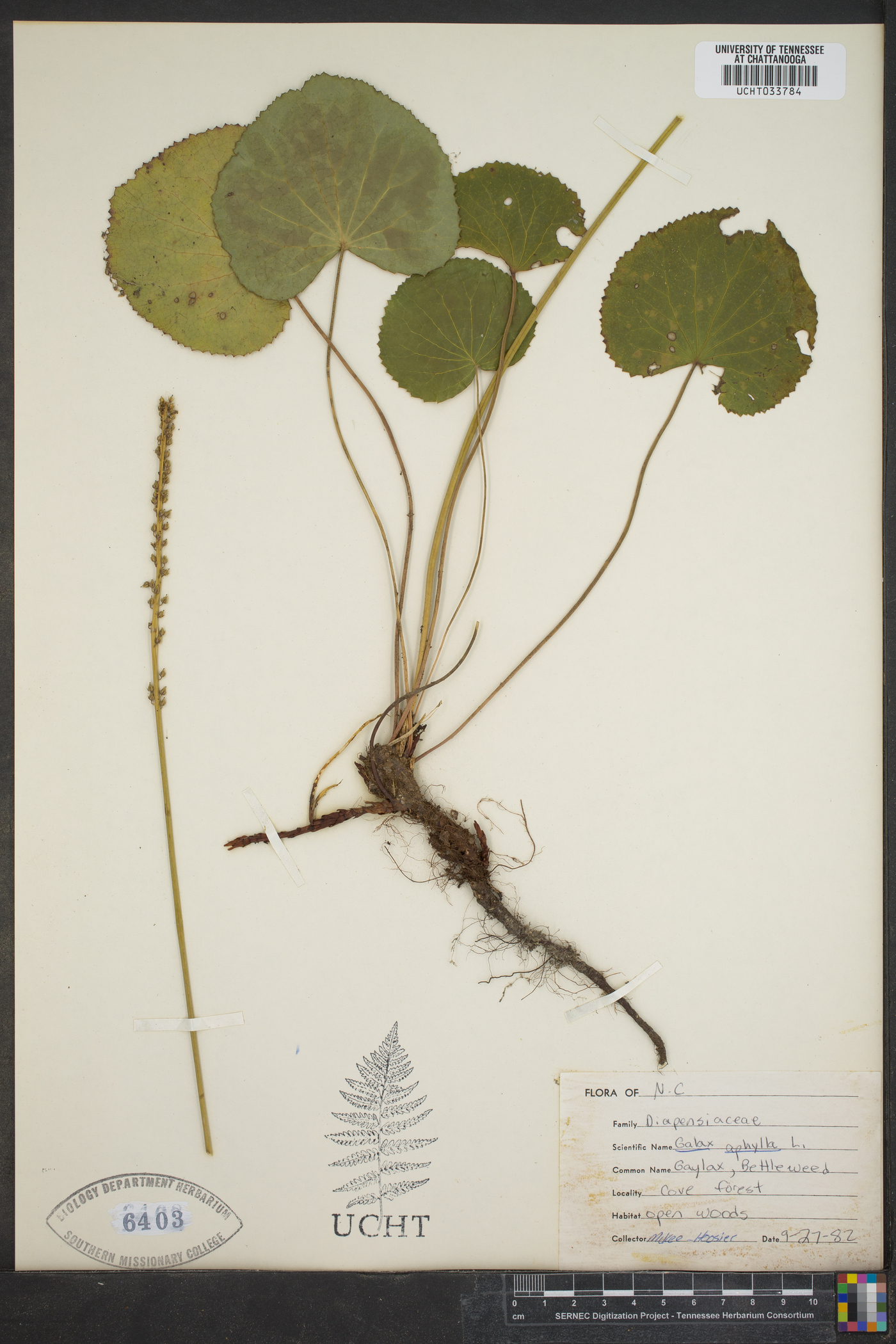Diapensiaceae image