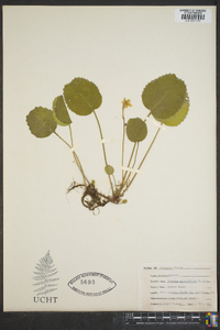 Shortia galacifolia image