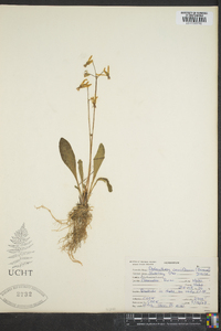 Dodecatheon pulchellum subsp. pulchellum image