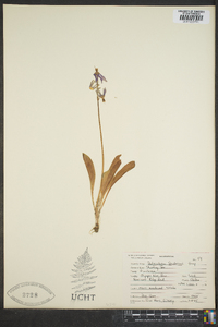 Dodecatheon hendersonii image