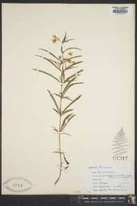 Lysimachia lanceolata image