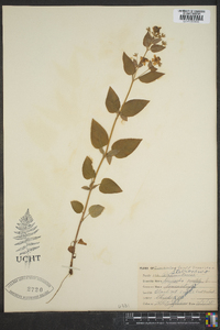 Lysimachia punctata image