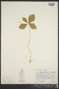 Trientalis borealis subsp. latifolia image