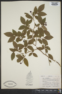 Vaccinium constablaei image