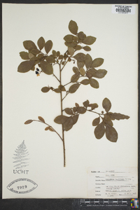 Vaccinium vacillans image