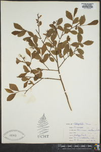 Vaccinium vacillans image